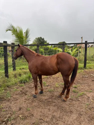 Cavalo de esteira pronto.