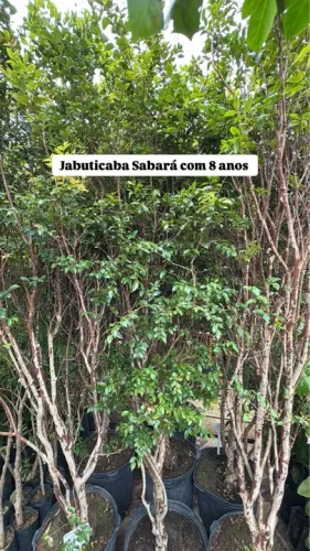 Jabuticabeira Sabará 8 anos
