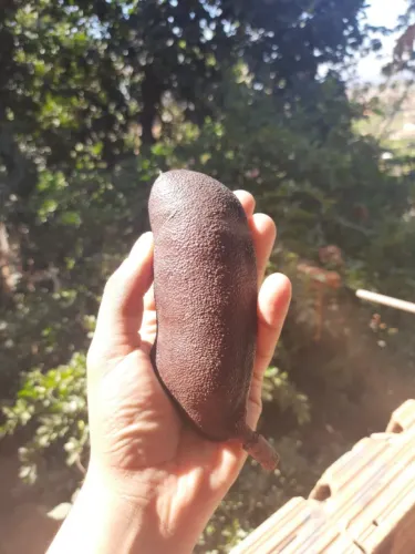 Jatobá Natural com Casca - Colheita Recente | R$30/kg (mín. 1kg)