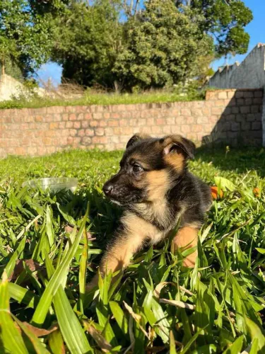 Filhote Pastor Alemão, Seu Novo Cãopanheiro de Aventuras Está Aqui!