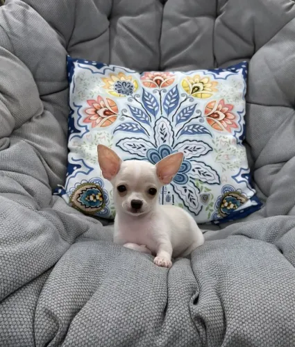 Chihuahua - Charmoso, carinhoso e companheiro.
