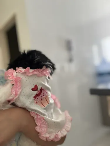 Cachorra shihtzu 2 meses filhote