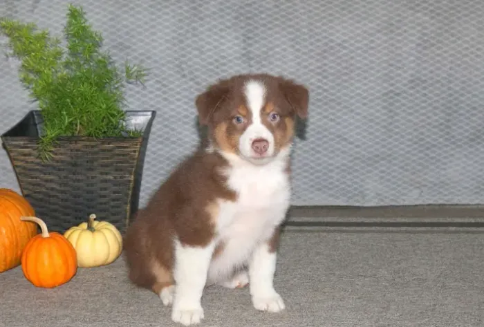 Border Collie tricolor com energia e doçura
