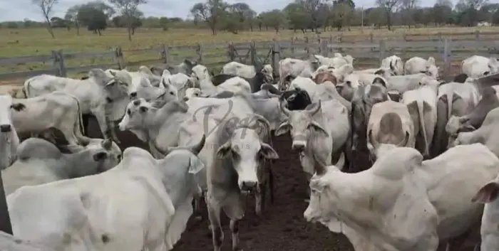 Fazenda à Venda  Porteira Fechada  Januária/MG