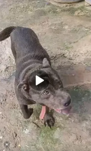 Cachorro