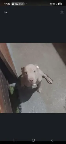 Pitbull fêmea filhote rara, leia !