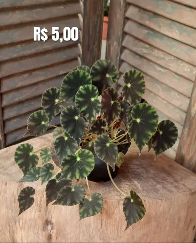 Mudas de plantas 