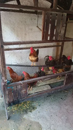 Galos