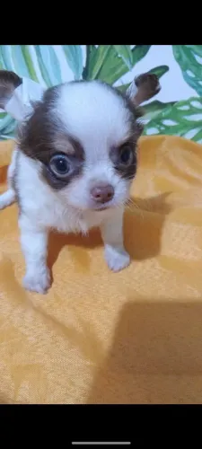Chihuahua micro 
