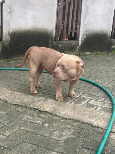 American Bully Fêmeas Pocket