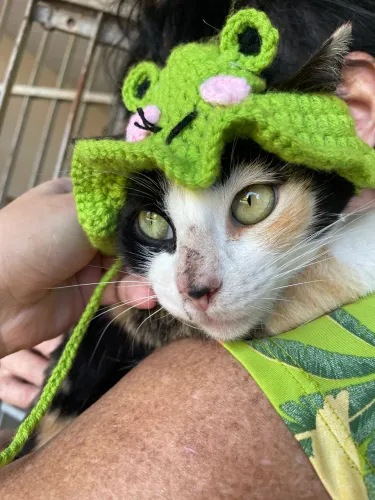 Gata tricolor castrada