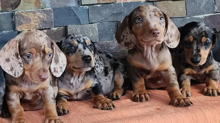 Basset tops, machos e fêmeas com Pedigree!!