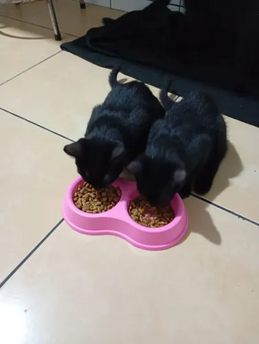 Doa-se gatinhos