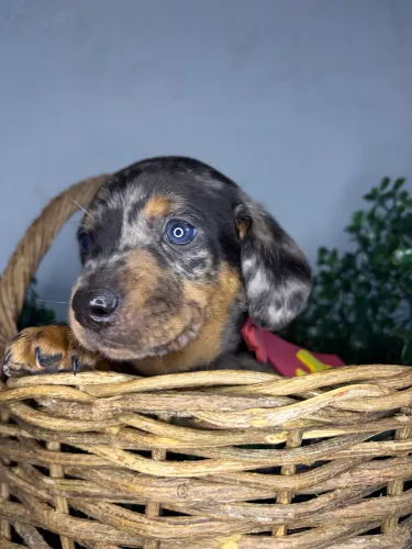 Linguicinha lindo disponível pronta entrega