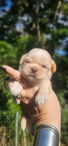 Shih-tzu Lavanda - RARIDADE NA COR