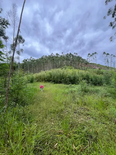 Terreno com eucaliptos