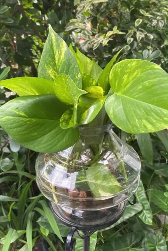 Plantas para apartamento