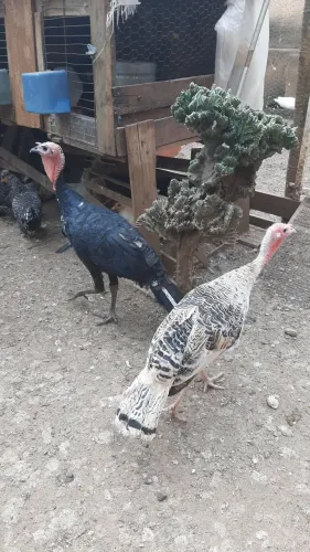 2 casal de perus