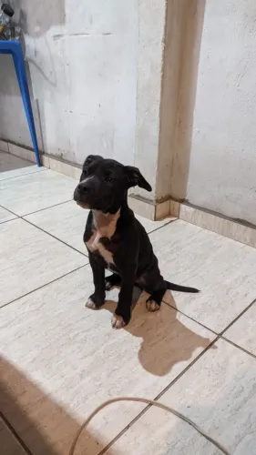 Filhote Pitbull fêmea