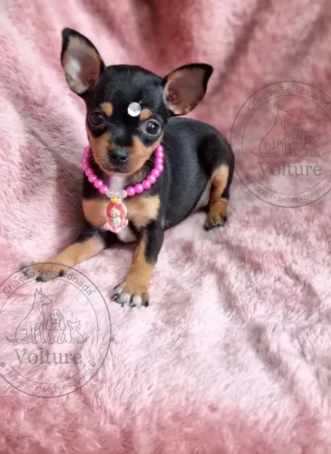 Pinscher menor tamanho companheiros e fofos