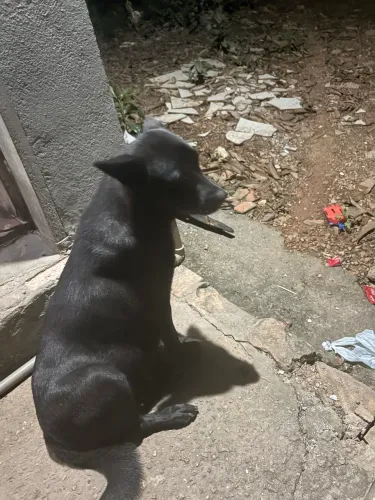 Doação de Cachorros vira-latas 