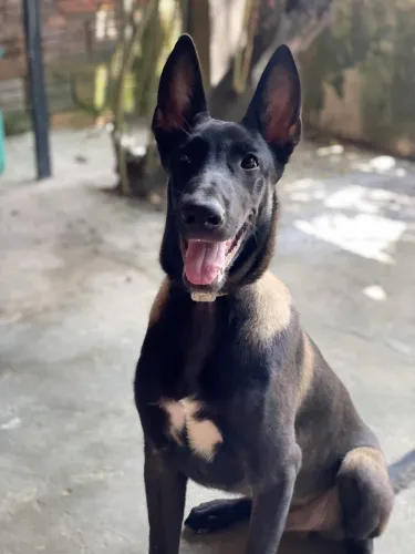 Belga Malinois