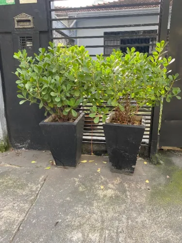 Vazo grande com planta para jardim