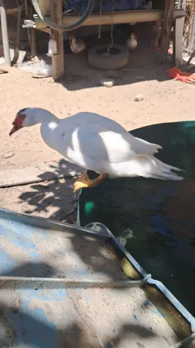 Patos e 1 galinha $250 inf *zap 