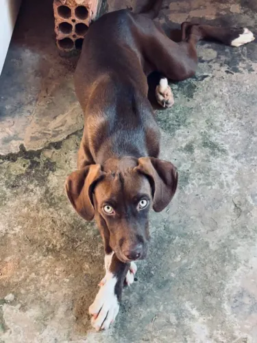 Doando cachorro 6 meses