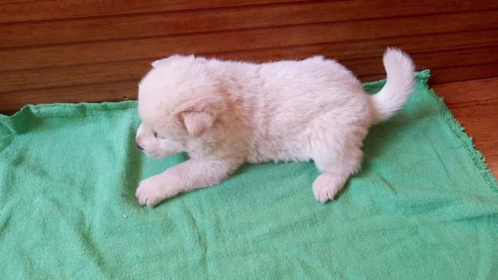 Cachorro
