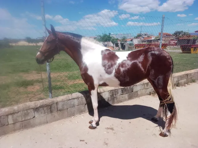 Égua a venda.