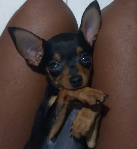 Pinscher (0)