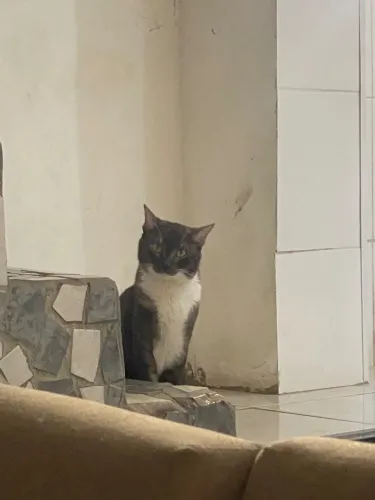 Gatinhos pra doação