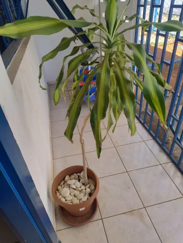 PLANTA DRACENA (PAU D'ÁGUA) EM VASO