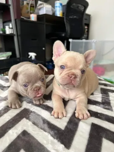 Bulldogue Francês - Inteligente, Dócil E Pronto Para O Novo Lar