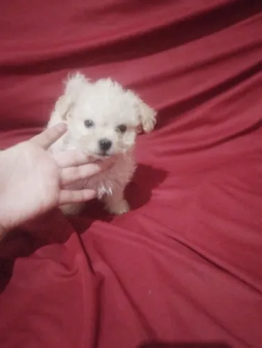 Lindos filhotes de poodle