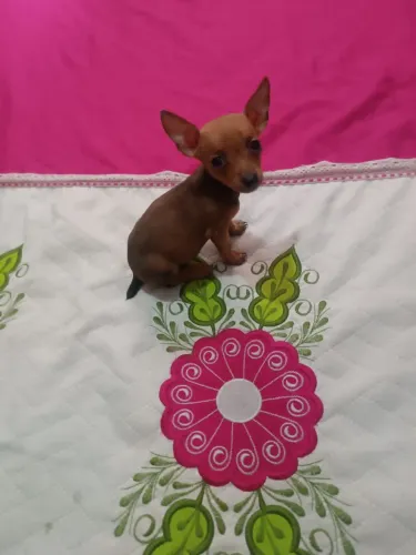 Pinscher 