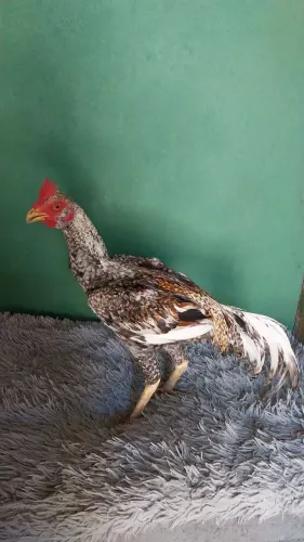 Vendo frango 7 pra 8 meses
