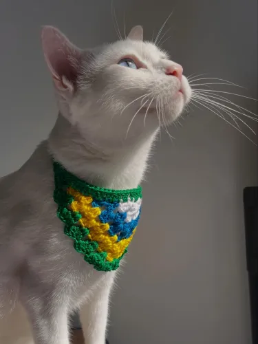 Bandana pet