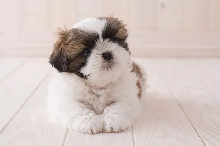 Filhote Shih Tzu Machinho Disponível