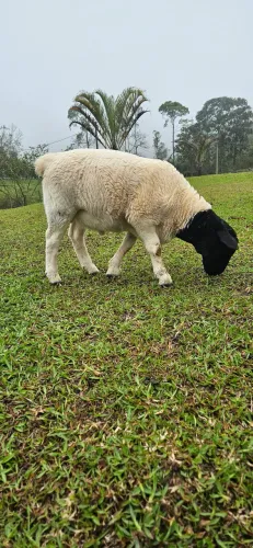Borrego Dorper puro