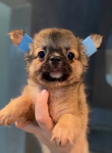 Filhote de Chihuahua macho fulvo