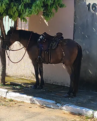 Cavalo