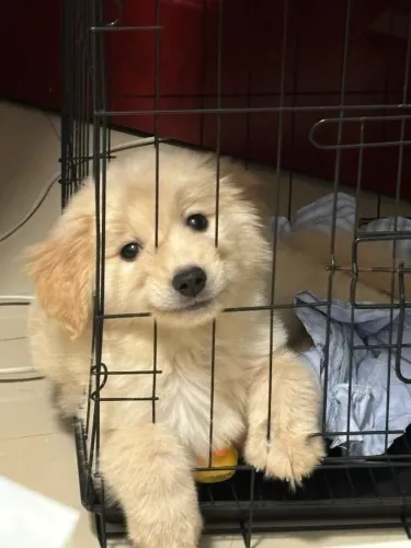 Filhotes de Golden Retriever | Um amigo presente.
