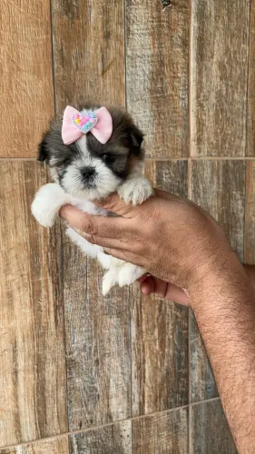 Shih tzu fêmea
