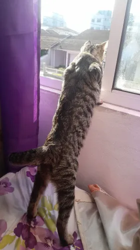 Vendo gata