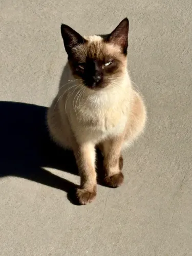 Gato Siamês 