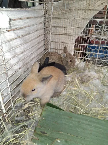 Mini coelhos