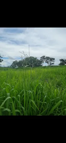 Oportunidade Terra 40 alqueires a 35 mil o alqueire