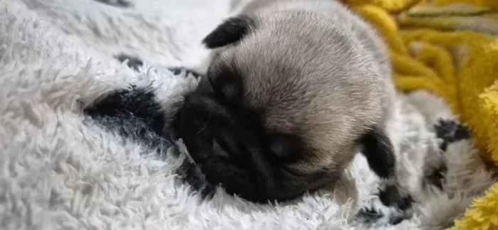 FILHOTES DE PUG